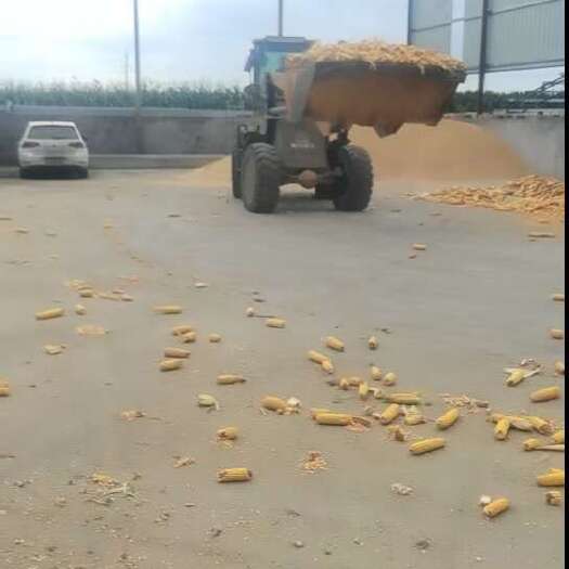 兰陵县玉米棒