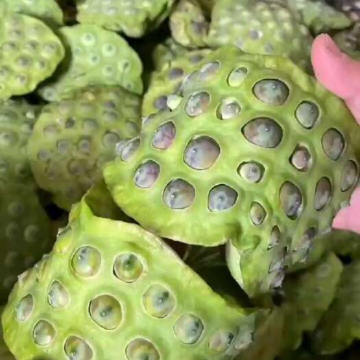 宁都县青莲现货