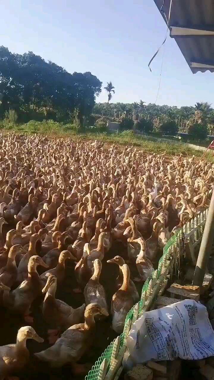 海南红鸭苗 青头鸭苗 麻鸭苗 金定鸭苗 绿壳蛋鸭苗