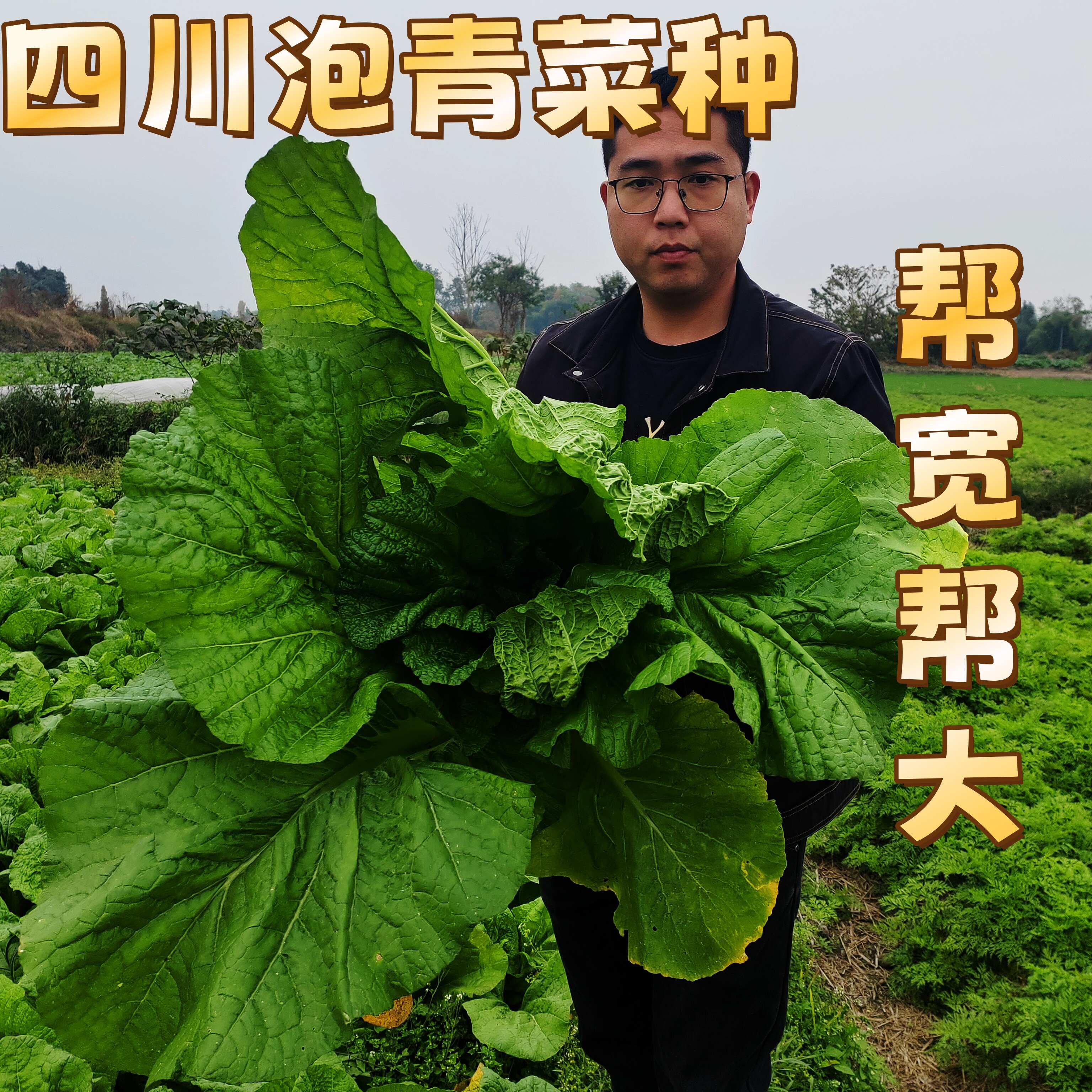 四川泡青菜种子宽帮青菜种子酸菜种子鲜食腌制两用泡菜厂收专用