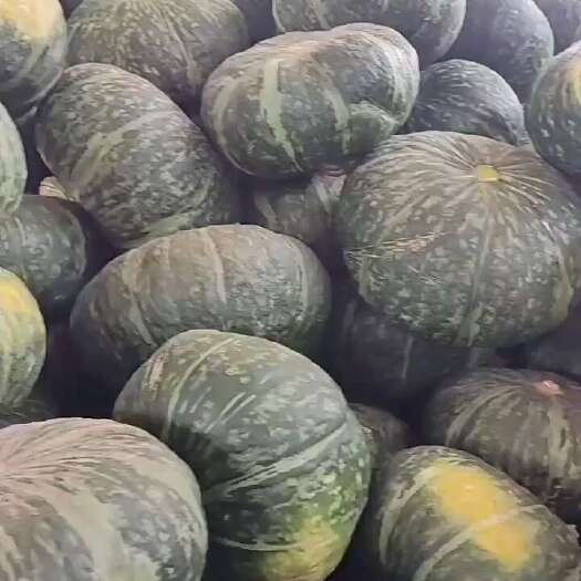 靖边县板栗南瓜