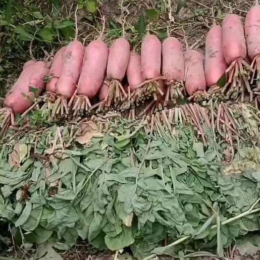 长阳县红皮萝卜