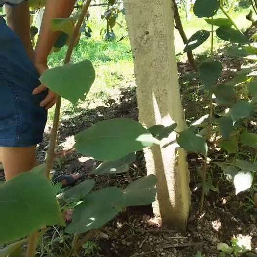 西峡县华美猕猴桃