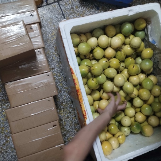 黄金百香果钦蜜9号一件代发电商果