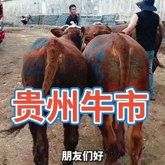 威宁县@标准育肥小公牛