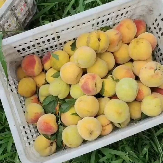 遵化市罐头黄桃基地