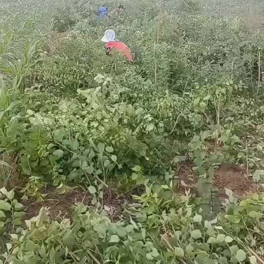 定州市杯苗山杏