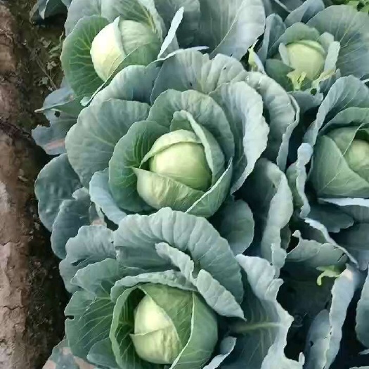 西吉县圆包菜