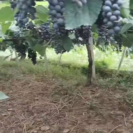 芷江县高山刺葡萄，是酿酒的原生原味，野生葡萄还可以生吃，口感很好！