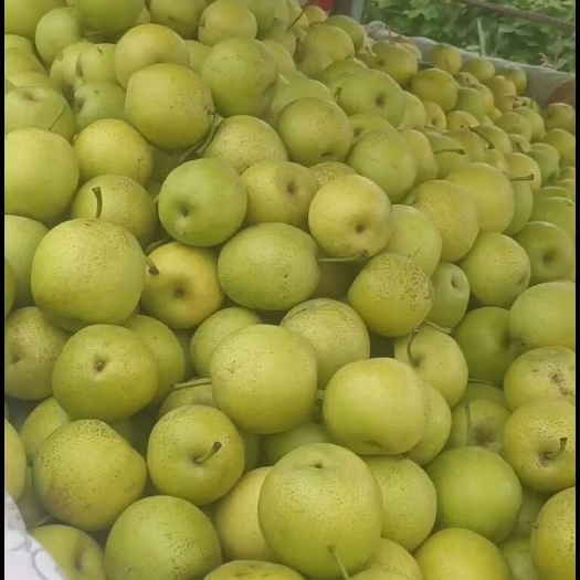 虞城县皇冠梨