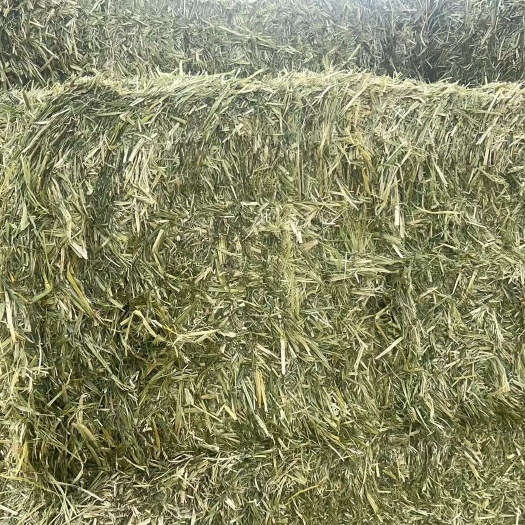 玉门市甘肃优质燕麦草大捆小捆批发