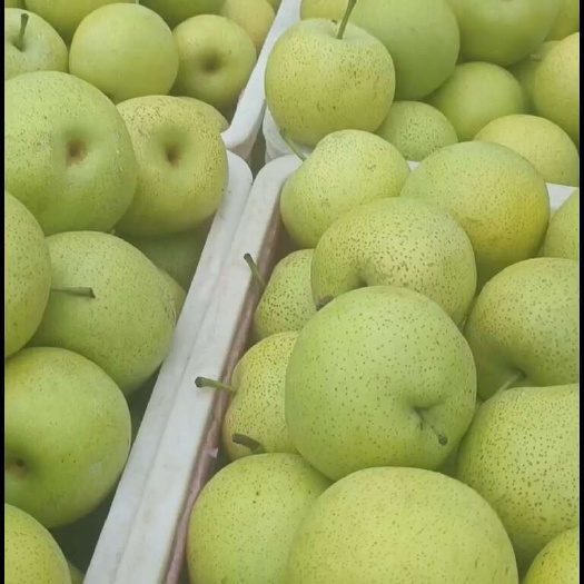 虞城县皇冠梨