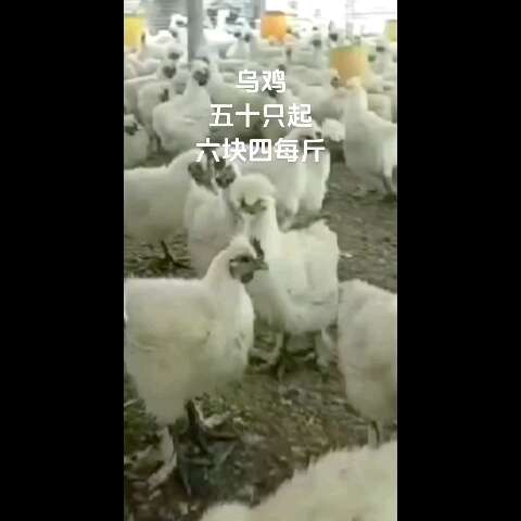 南京乌鸡支持上门看货自提不包邮