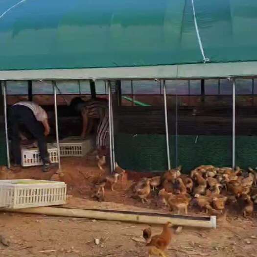 鄱阳县细脚土线鸡