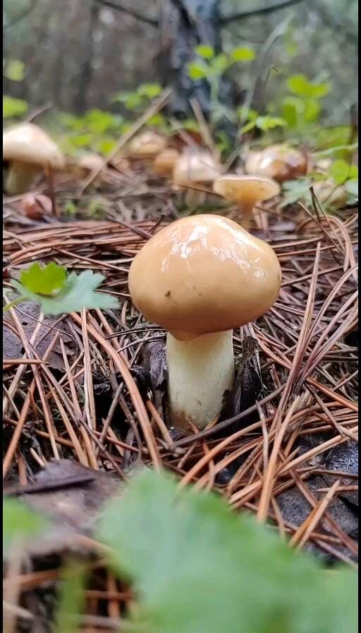 围场县松蘑 黏团子批发 松树蘑