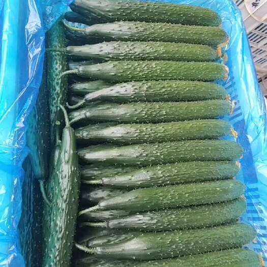 莘县牛脊骨