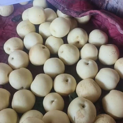 赵县大量收货中