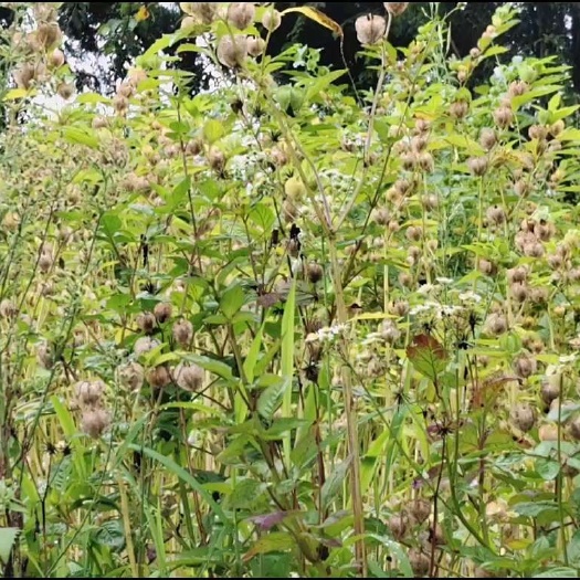 安龙县冰粉籽，做水晶凉粉的，