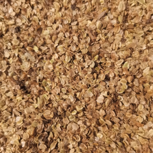 鄄城县白芷@，精选纯新二年生移栽白芷@，分批采收颗粒饱满，质量纯正