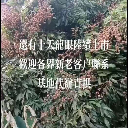泸州晚熟泸州桂圆，有熟冠，大乌龙，石夾等。基地代办，十天陆续上市