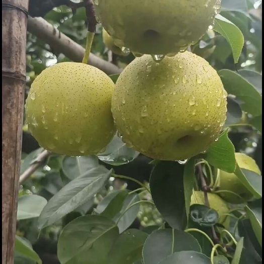 虞城县皇冠梨