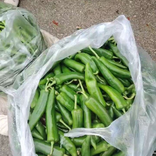 贵阳辣椒都是自己家里面种的，有需要我发视频，当天现采的，