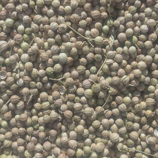 玉门市小颗粒香菜籽