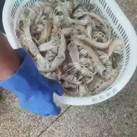江门冻熟皮皮虾