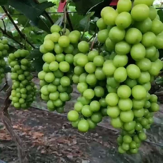 上海阳光玫瑰葡萄