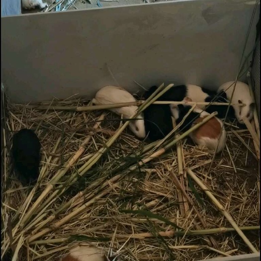 新田县提供种苗跟商品