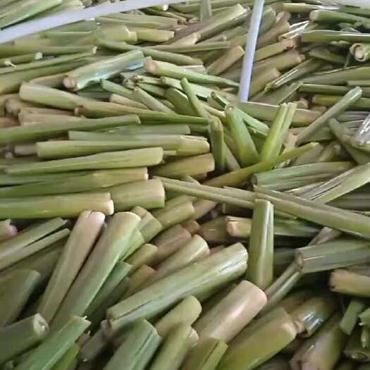 岳西县茭白