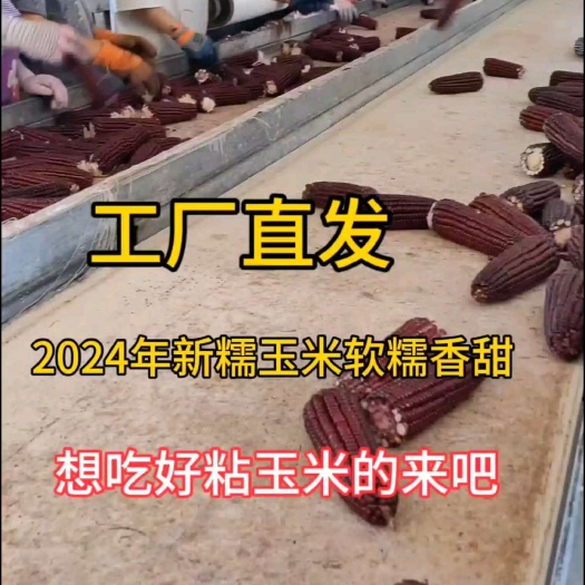 前郭县批发东北黑，白，黄糯玉米
