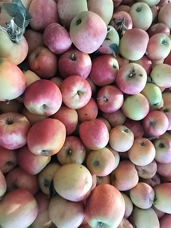 鲁丽苹果