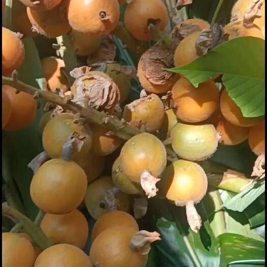 上林县鲜草蒄后期精品适合留种，5元/斤不包邮，非诚勿扰