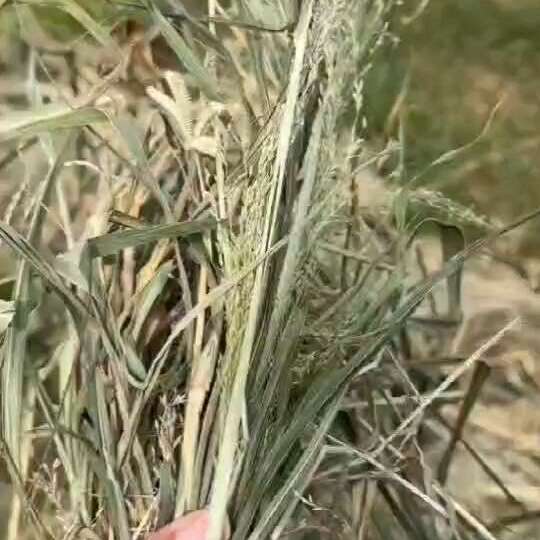 牧草王：坚尼草