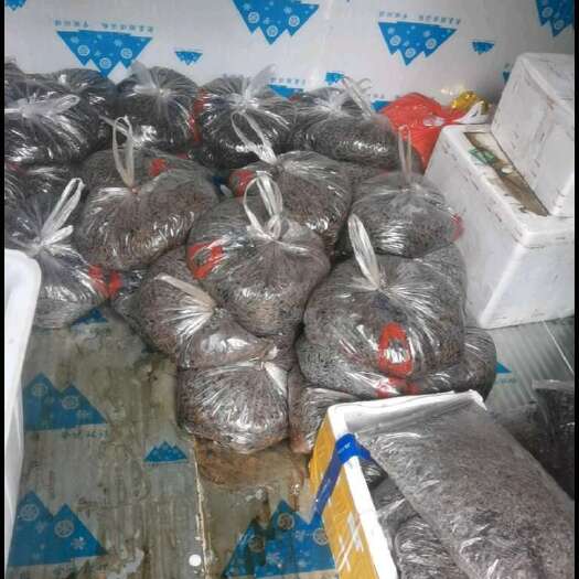 绵竹市油葫芦蟋蟀