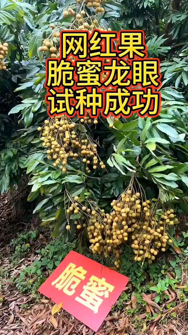 脆蜜龙眼