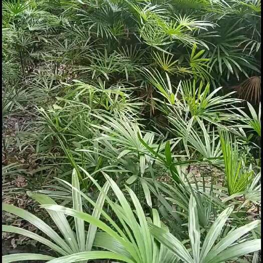 成都棕竹杯苗，地苗50-60