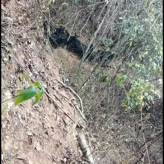 百色有少量放养山羊