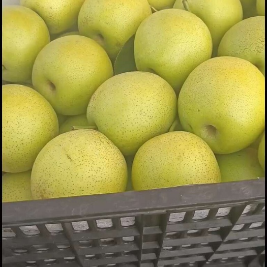 虞城县皇冠梨