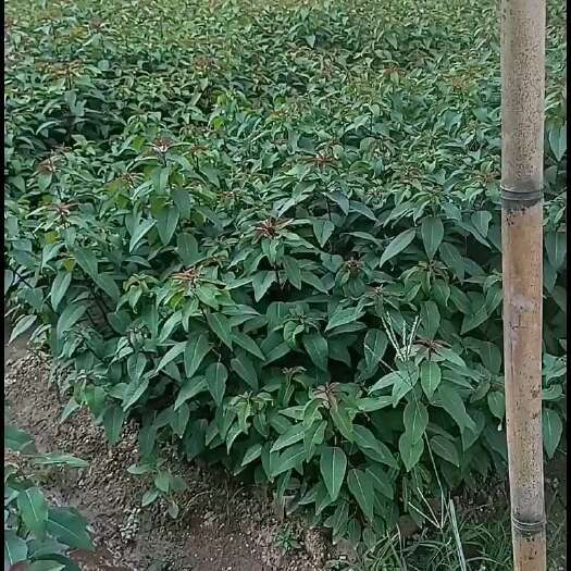 清流县山乌桕
