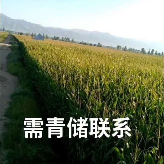 青储玉米要的可以联系了，货源充足，欢迎合作