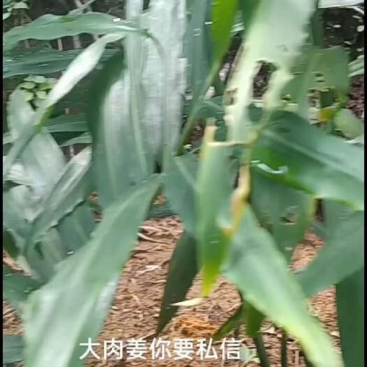 防城港生姜大肉姜