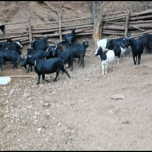 百色放养山