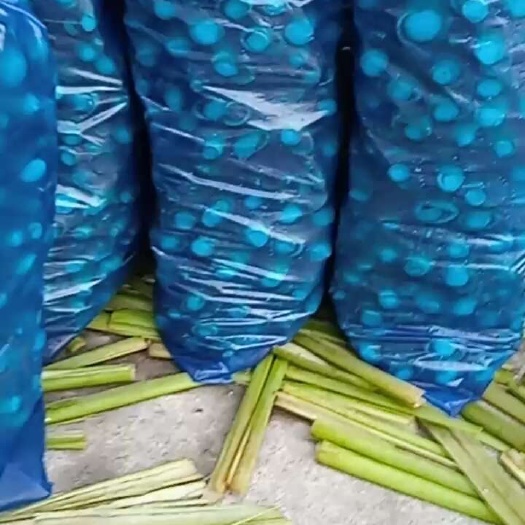 茭白