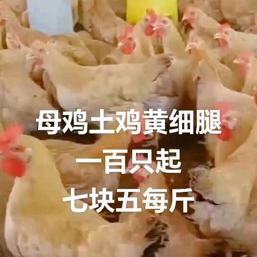 南京母黄土鸡，金黄金黄外观，水灵灵眼神，人见人爱的玫瑰花，不包邮