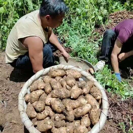 镇雄县昭通鲜天麻上市了基地批发