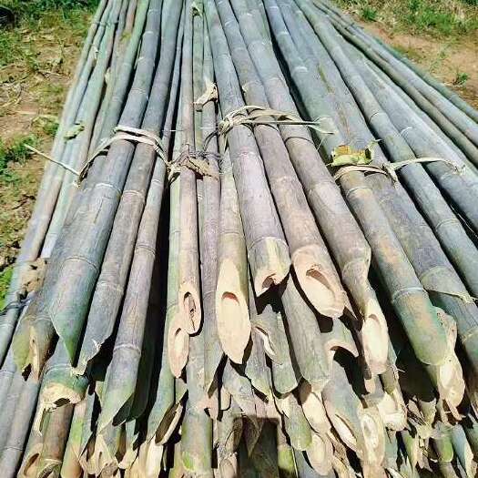 永州金竹麻竹