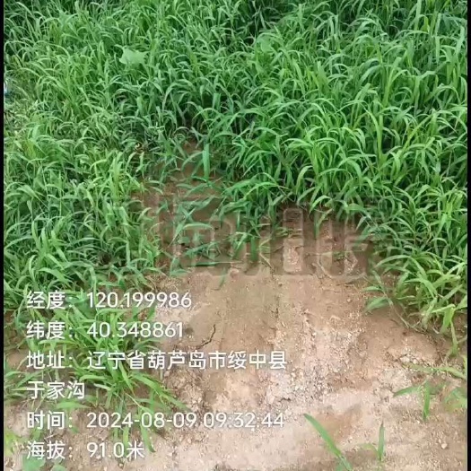 绥中县绥中水果优质产区早金酥