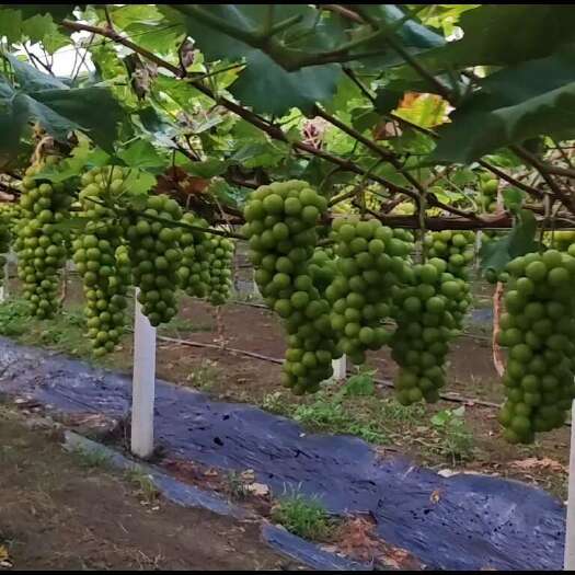新沂市产地葡萄直销 阳光玫瑰